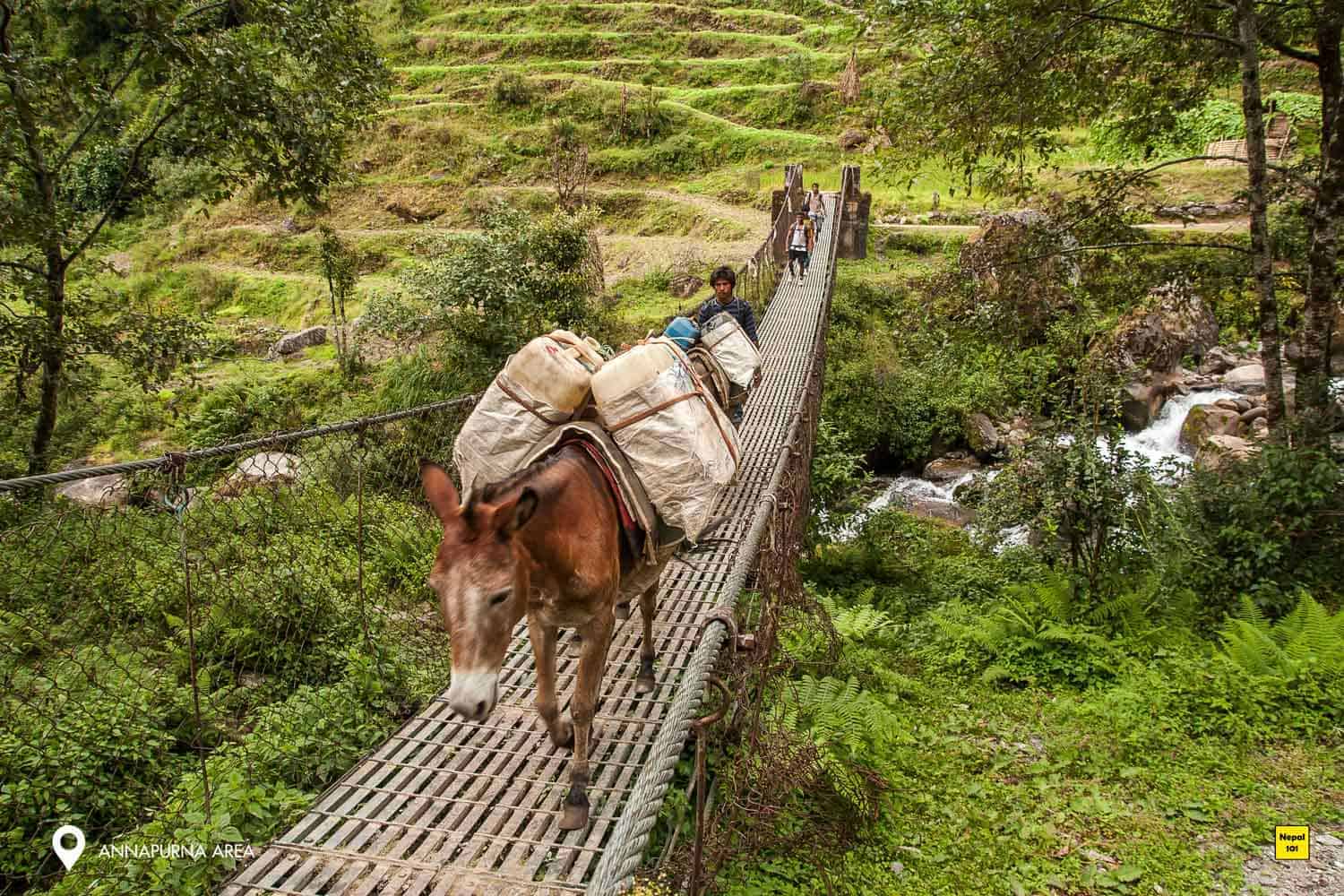 Annapurna Trek Suspension Bridge and Donkey Nepal101